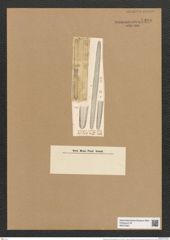 Ardissonia formosa (Hantzsch) Grun. (de-Toni-Nr.: Genus 68, Species 2681) Zeichnungen Sammlung Grunow Nr. 5490 (NHMW-BOT-W0373921)